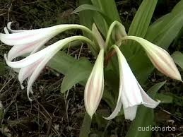Crinum latifolium flower1.jpg